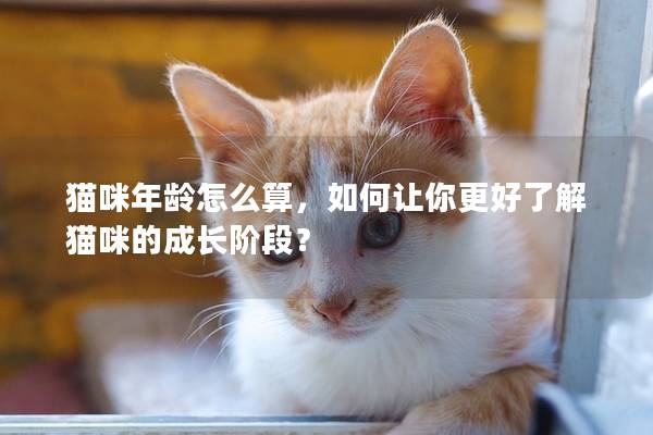 猫咪年龄怎么算，如何让你更好了解猫咪的成长阶段？