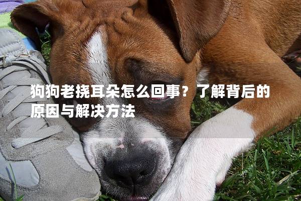 狗狗老挠耳朵怎么回事？了解背后的原因与解决方法