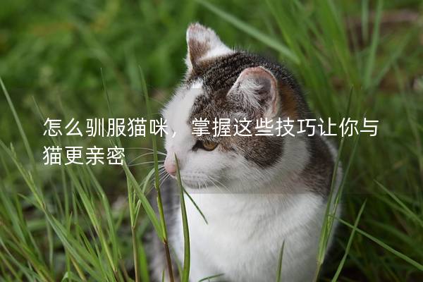 怎么驯服猫咪，掌握这些技巧让你与猫更亲密