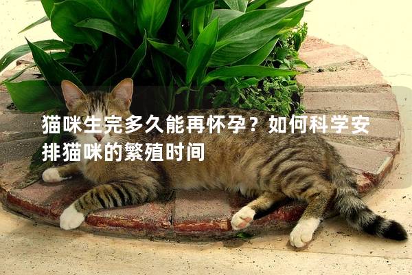 猫咪生完多久能再怀孕？如何科学安排猫咪的繁殖时间