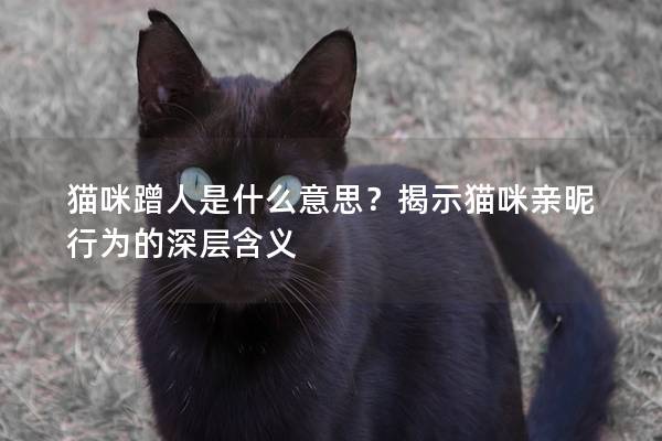 猫咪蹭人是什么意思？揭示猫咪亲昵行为的深层含义