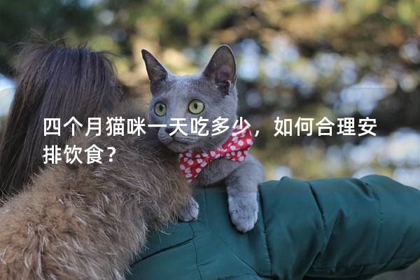 四个月猫咪一天吃多少，如何合理安排饮食？