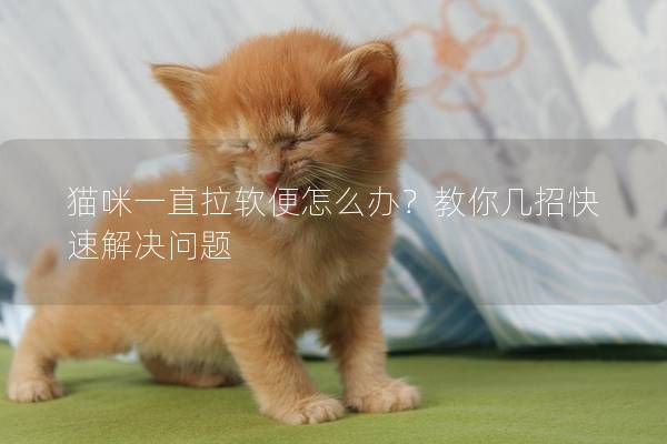 猫咪一直拉软便怎么办？教你几招快速解决问题