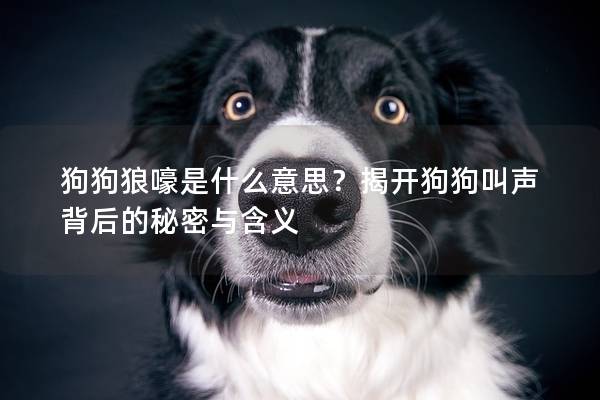 狗狗狼嚎是什么意思？揭开狗狗叫声背后的秘密与含义