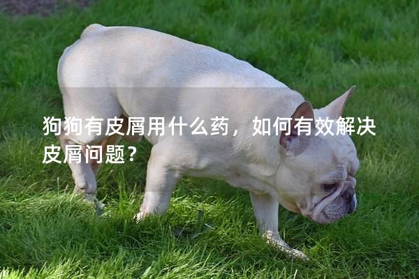 狗狗有皮屑用什么药，如何有效解决皮屑问题？