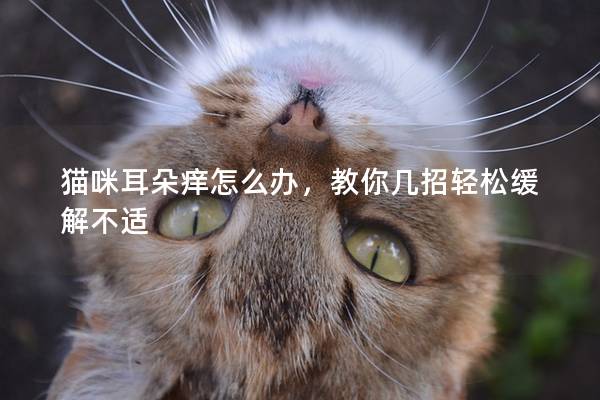 猫咪耳朵痒怎么办，教你几招轻松缓解不适