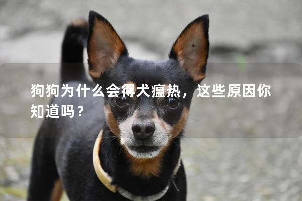 狗狗为什么会得犬瘟热，这些原因你知道吗？