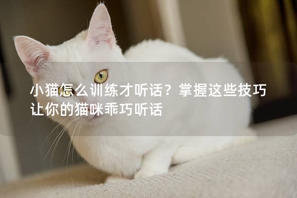 小猫怎么训练才听话？掌握这些技巧让你的猫咪乖巧听话