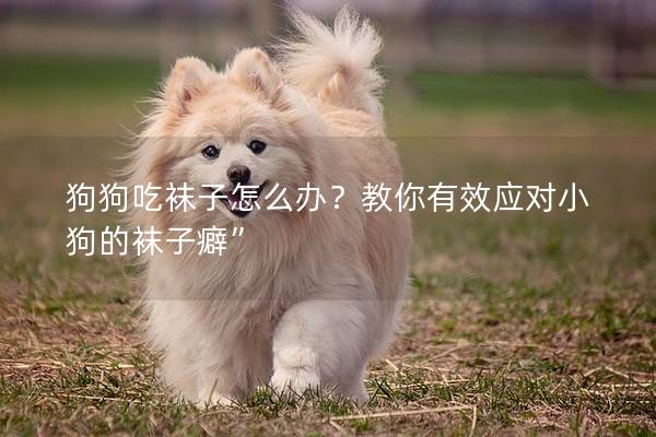 狗狗吃袜子怎么办？教你有效应对小狗的袜子癖”