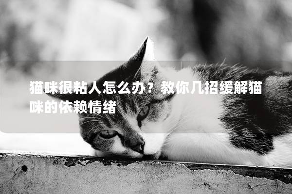 猫咪很粘人怎么办？教你几招缓解猫咪的依赖情绪