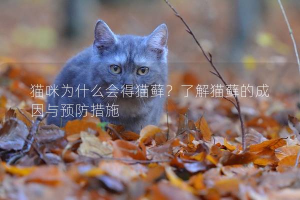 猫咪为什么会得猫藓？了解猫藓的成因与预防措施