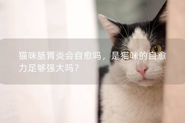 猫咪肠胃炎会自愈吗，是猫咪的自愈力足够强大吗？