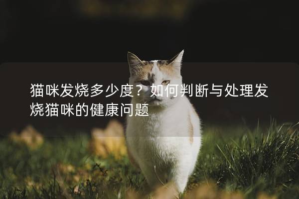 猫咪发烧多少度？如何判断与处理发烧猫咪的健康问题