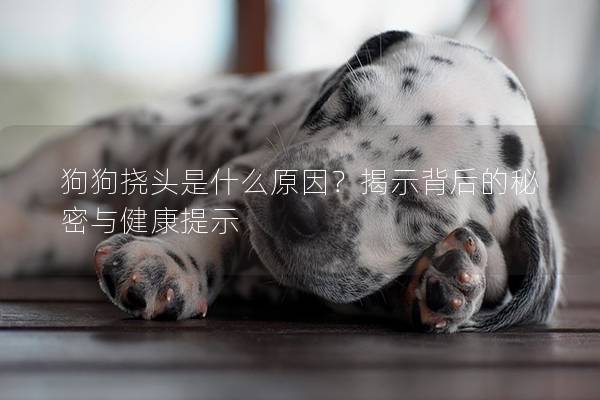 狗狗挠头是什么原因？揭示背后的秘密与健康提示