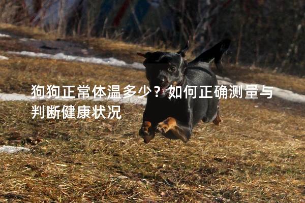 狗狗正常体温多少？如何正确测量与判断健康状况