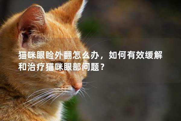 猫咪眼睑外翻怎么办，如何有效缓解和治疗猫咪眼部问题？