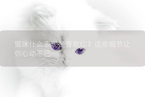 猫咪什么表现是喜欢你？这些细节让你心动不已