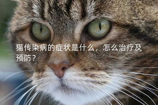 猫传染病的症状是什么，怎么治疗及预防？