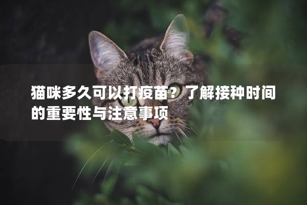 猫咪多久可以打疫苗？了解接种时间的重要性与注意事项