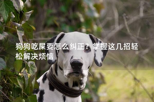 狗狗吃屎要怎么纠正？掌握这几招轻松解决烦恼