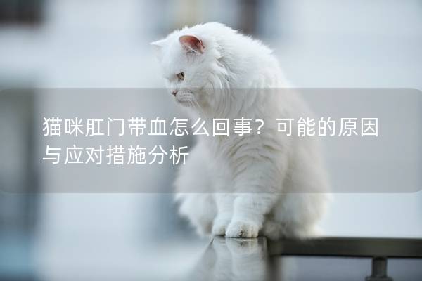 猫咪肛门带血怎么回事？可能的原因与应对措施分析