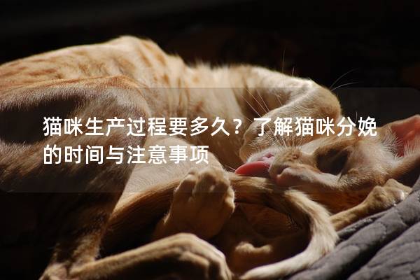 猫咪生产过程要多久？了解猫咪分娩的时间与注意事项