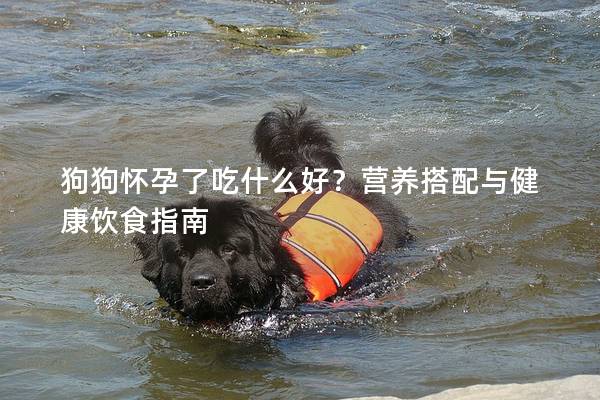 狗狗怀孕了吃什么好?营养搭配与健康饮食指南