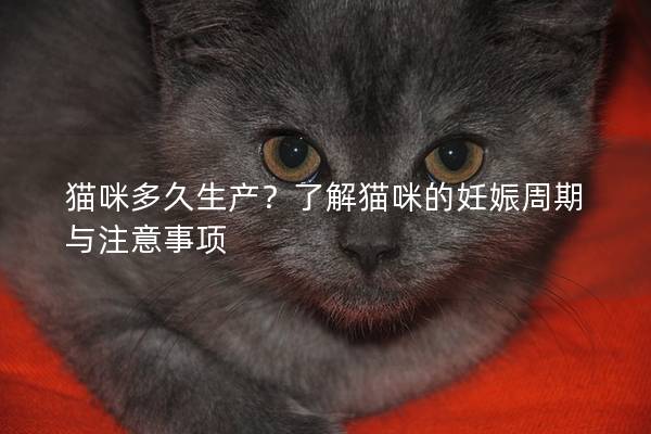 猫咪多久生产？了解猫咪的妊娠周期与注意事项