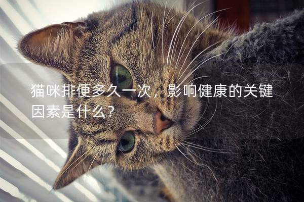 猫咪排便多久一次，影响健康的关键因素是什么？