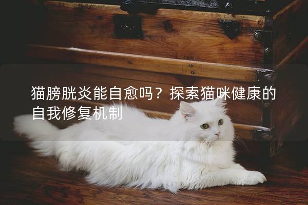 猫膀胱炎能自愈吗？探索猫咪健康的自我修复机制