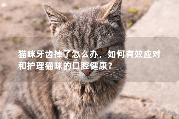 猫咪牙齿掉了怎么办，如何有效应对和护理猫咪的口腔健康？