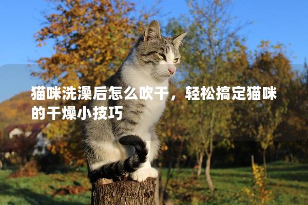 猫咪洗澡后怎么吹干，轻松搞定猫咪的干燥小技巧