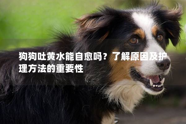 狗狗吐黄水能自愈吗？了解原因及护理方法的重要性