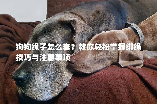 狗狗绳子怎么套？教你轻松掌握绑绳技巧与注意事项