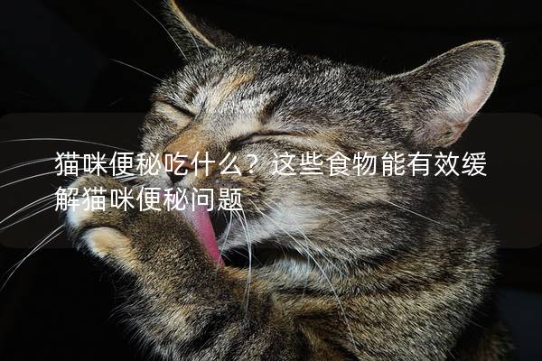 猫咪便秘吃什么？这些食物能有效缓解猫咪便秘问题