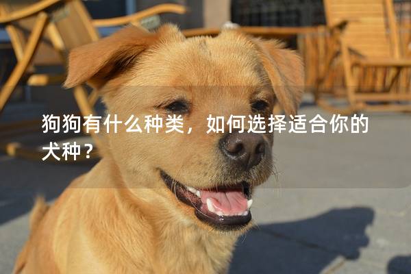狗狗有什么种类,如何选择适合你的犬种?