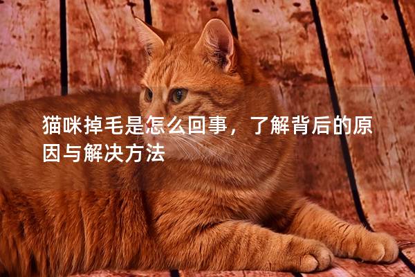 猫咪掉毛是怎么回事，了解背后的原因与解决方法