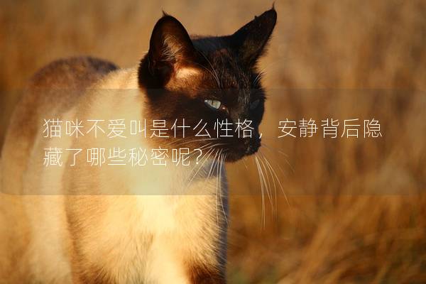 猫咪不爱叫是什么性格，安静背后隐藏了哪些秘密呢？