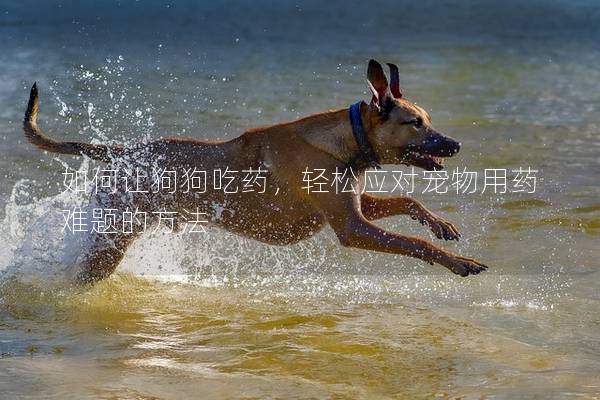 如何让狗狗吃药，轻松应对宠物用药难题的方法