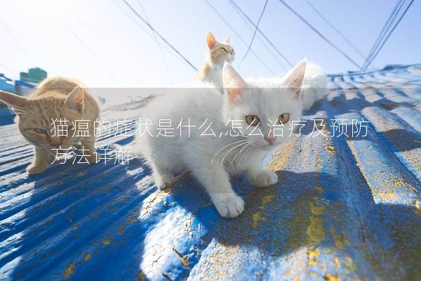 猫瘟的症状是什么,怎么治疗及预防方法详解