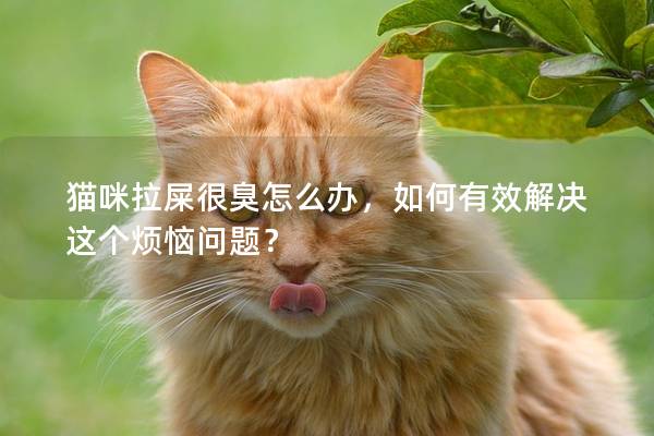 猫咪拉屎很臭怎么办，如何有效解决这个烦恼问题？