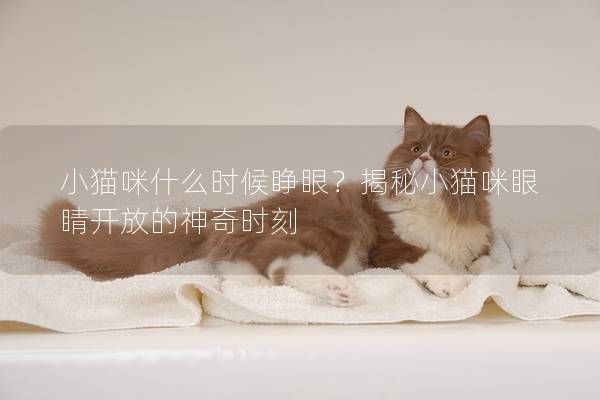 小猫咪什么时候睁眼？揭秘小猫咪眼睛开放的神奇时刻