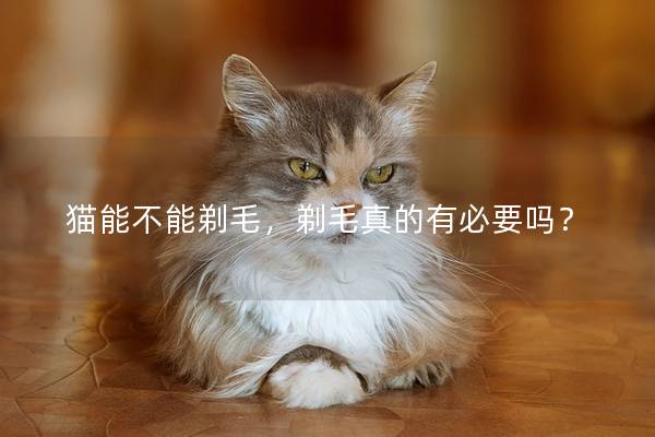 猫能不能剃毛，剃毛真的有必要吗？