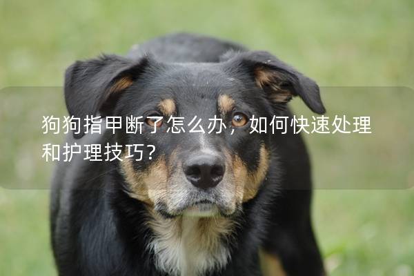 狗狗指甲断了怎么办，如何快速处理和护理技巧？