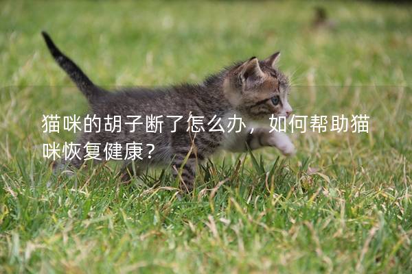 猫咪的胡子断了怎么办，如何帮助猫咪恢复健康？