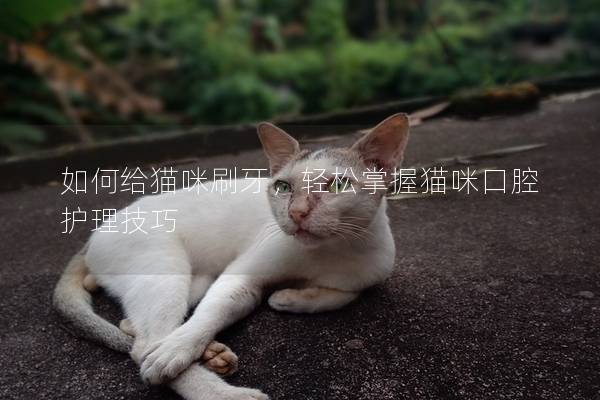 如何给猫咪刷牙，轻松掌握猫咪口腔护理技巧