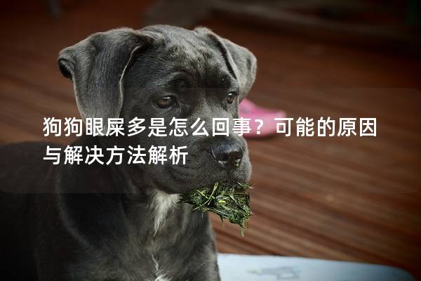 狗狗眼屎多是怎么回事？可能的原因与解决方法解析