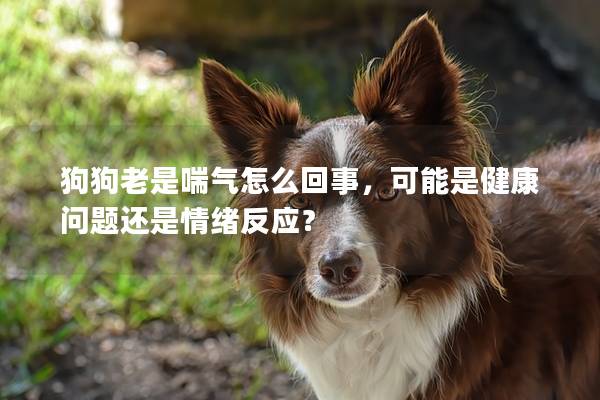 狗狗老是喘气怎么回事，可能是健康问题还是情绪反应？