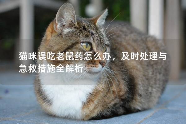 猫咪误吃老鼠药怎么办，及时处理与急救措施全解析