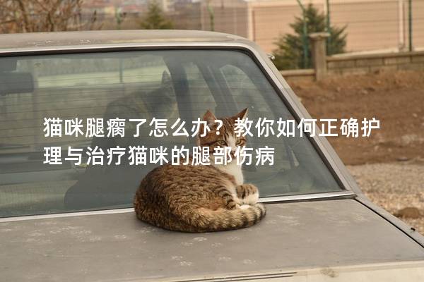 猫咪腿瘸了怎么办？教你如何正确护理与治疗猫咪的腿部伤病